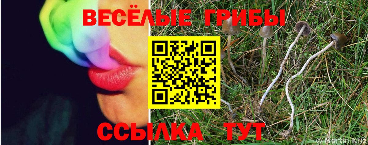 где купить наркоту  Галлюциногенные грибы ЛСД  Вход с VPN  Галлюциногенные грибы ЛСД  Каменка 